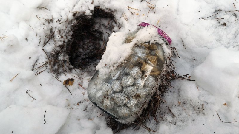 Кокаин у нас под носом: в истринском лесу обнаружили закладки